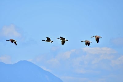 Leadership inspirant : 5 clés pour motiver vos équipes au quotidien
